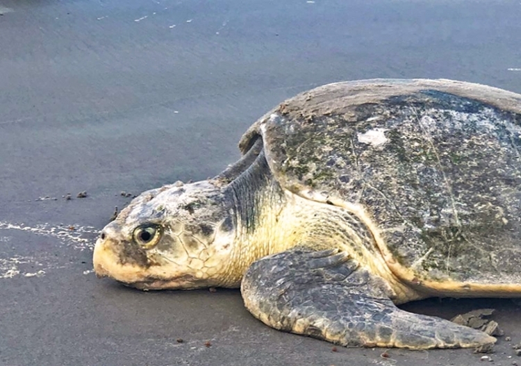 Proposed Funding Cuts Spell Trouble for Texas Sea Turtles | Newsroom