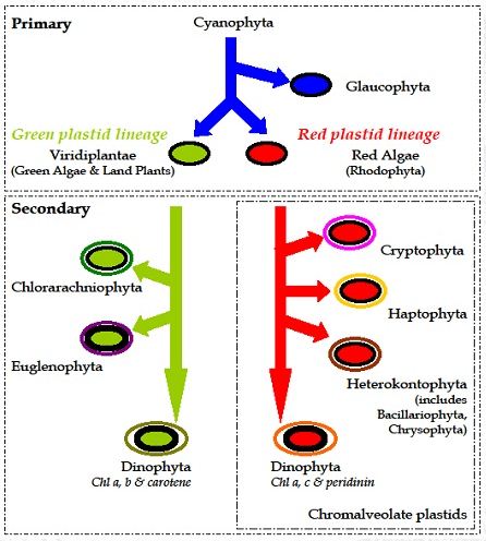 cyanophyta