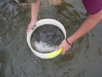 sieving mud thumbnail